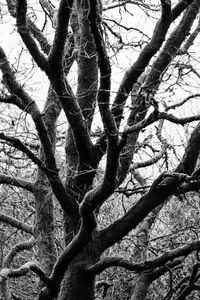 Low angle view of bare tree against sky