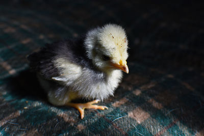 Close-up of a bird