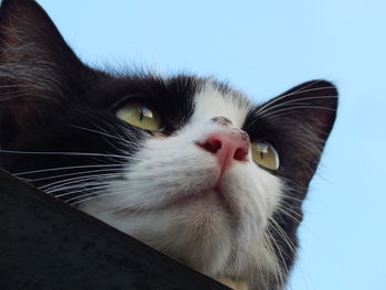 Close-up portrait of cat against sky