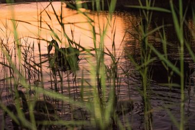 Close-up of grass by lake