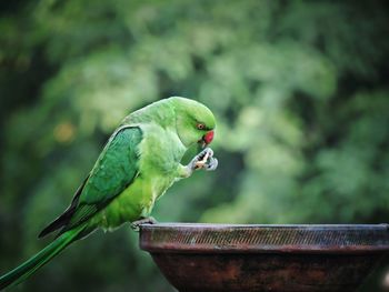 Close-up of parrot perching on leaf