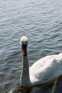 Close-up of duck swimming in lake