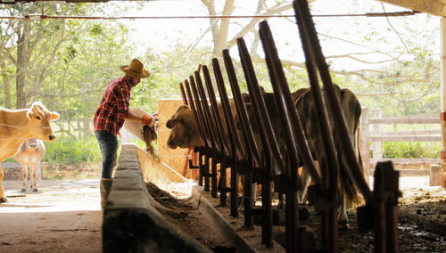 Side view of man feeding cow