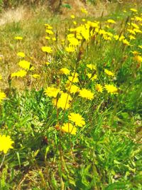 Close-up of yellow flowering plants on field