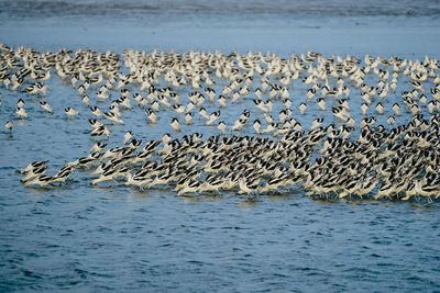 Low angle view of birds flying over sea