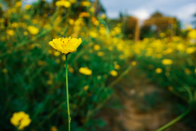 Close-up of yellow flowering plant on field