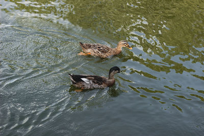 High angle view of duck swimming in lake