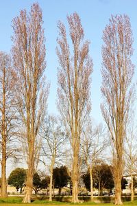 Bare trees against sky