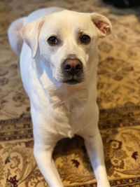 Close-up portrait of dog looking at camera