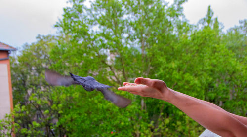 Midsection of person holding bird against plants