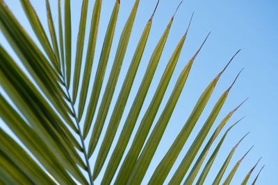 Low angle view of palm leaf against sky