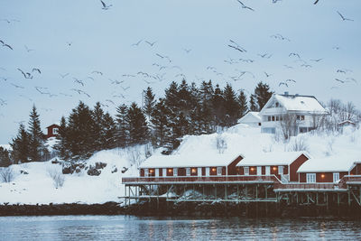 Birds flying over building during winter