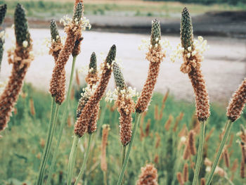 Close-up of flowering plants on field