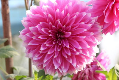 Close-up of pink dahlia flower