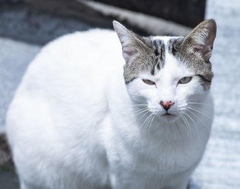 Close-up portrait of white cat