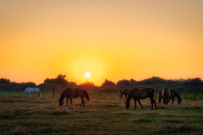 Group of horses grazing on a green field at early morning, sunrise, poland
