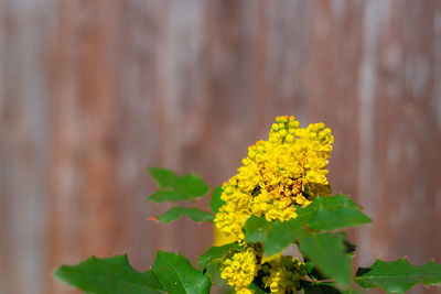 Close-up of yellow flowering plant