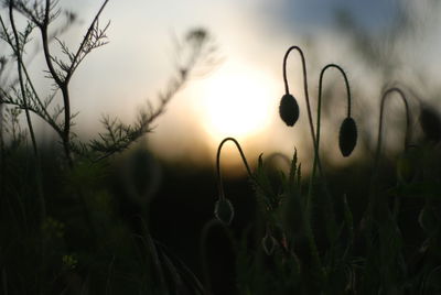 Close-up of plants growing on field against sky during sunset