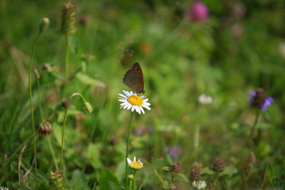 A butterfly sits on a camomile flower