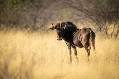 Black wildebeest stands in grass watching camera