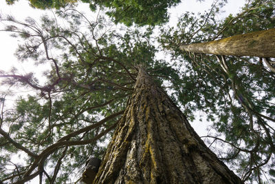 Low angle view of trees against sky