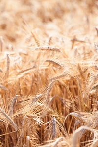 Close-up of wheat field