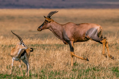Side view of horses running on field