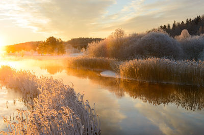 Frost-covered reeds lining a stream at sunrise