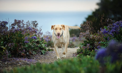 Portrait of yellow labrador retriever walking on field