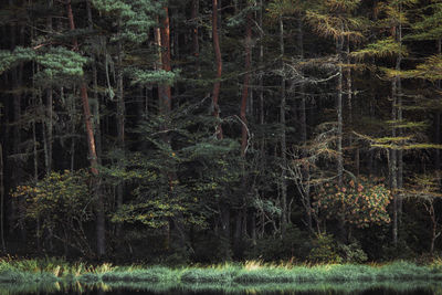 Pine trees in forest