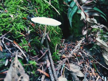 Close-up of mushroom growing on field