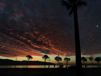 Silhouette of trees during sunset