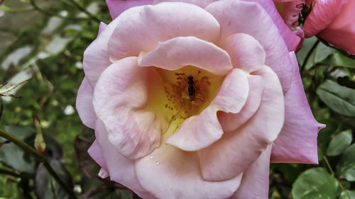 Close-up of butterfly on pink flower