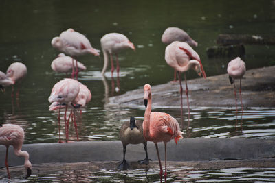 Group of pink flamingos wading in a lake at a zoo