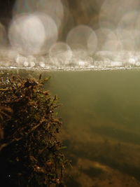 Close-up of plant against sea