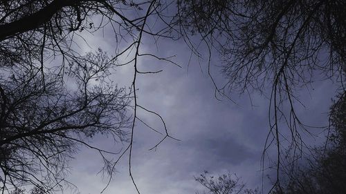Low angle view of silhouette bare tree against sky