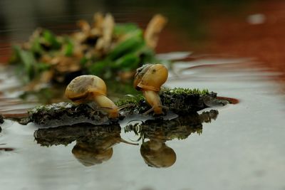 Close-up of crab in water