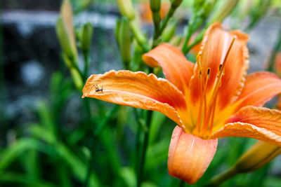 Close-up of orange day lily