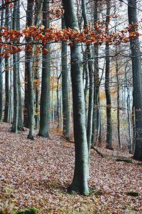 Trees in forest