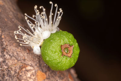 Close-up of green rose on plant