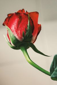 Close-up of red rose against white background