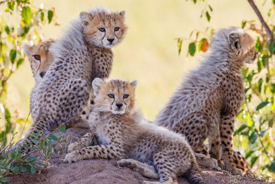 Cheetah mother with three cute cubs