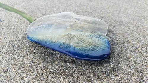 Close-up of shell on beach