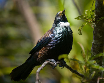 Close-up of bird perching on branch