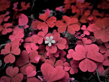 High angle view of red flowering plants