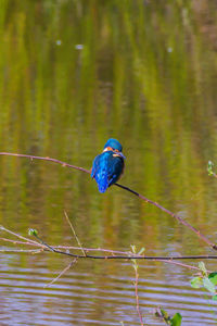 Bird perching on a branch
