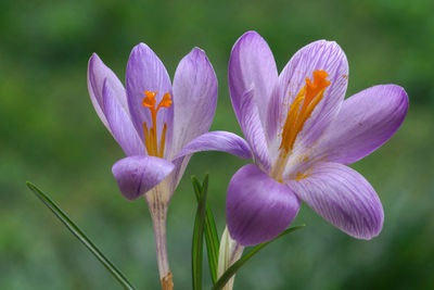 Close-up of purple crocus flowers
