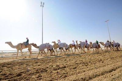 Group of horses on the beach