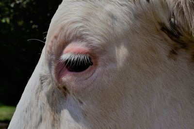 Close-up of cow eye