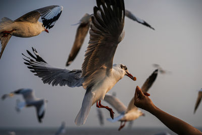 Close-up of seagulls flying